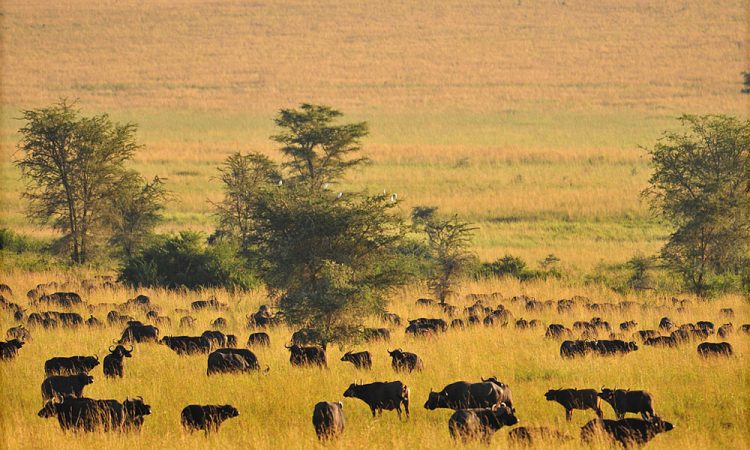 Unable to load image