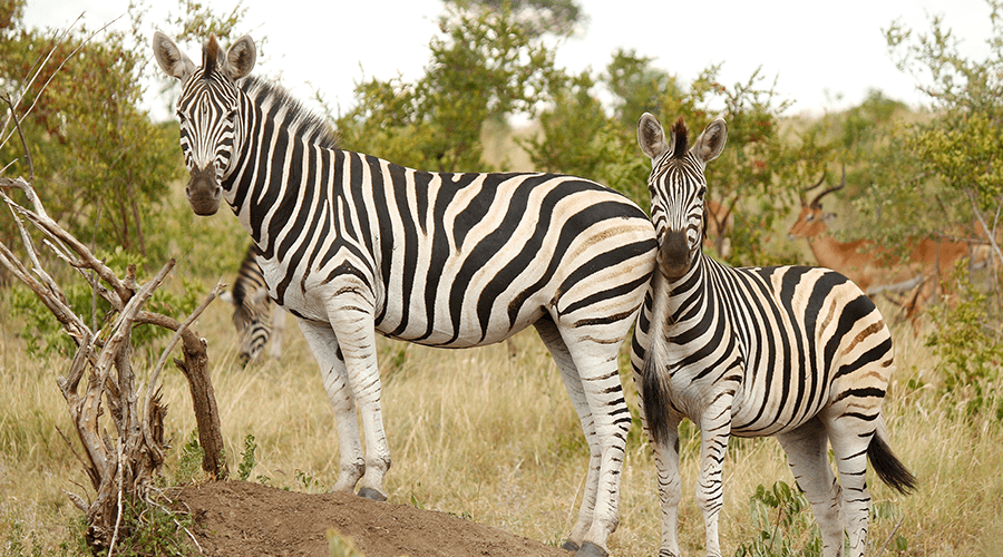 Unable to load image