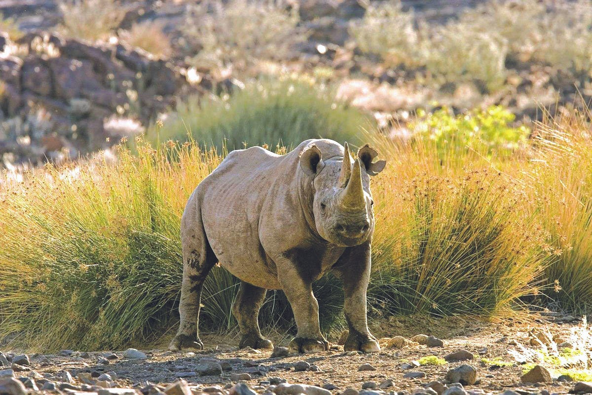 Unable to load image